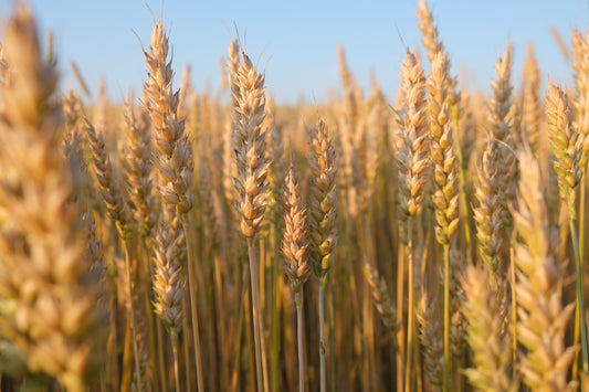 Why is Wheat bad for MS