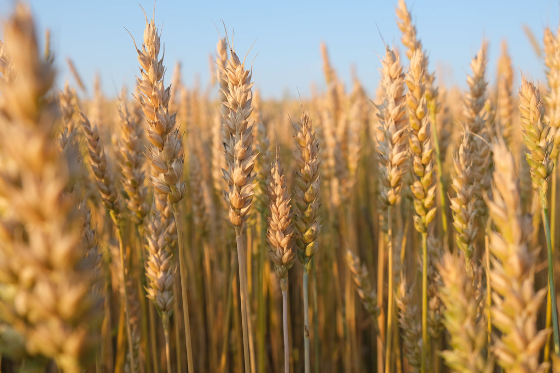 Why is Wheat bad for MS